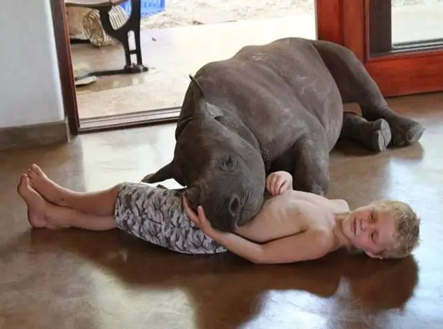 orphaned rhino