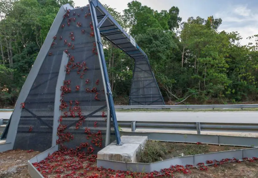 nature bridges