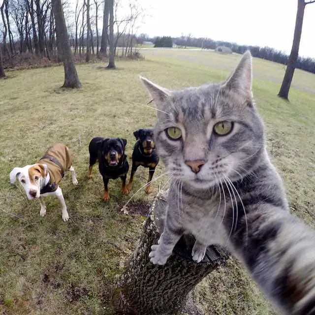 cat selfie