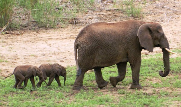 elephant twins