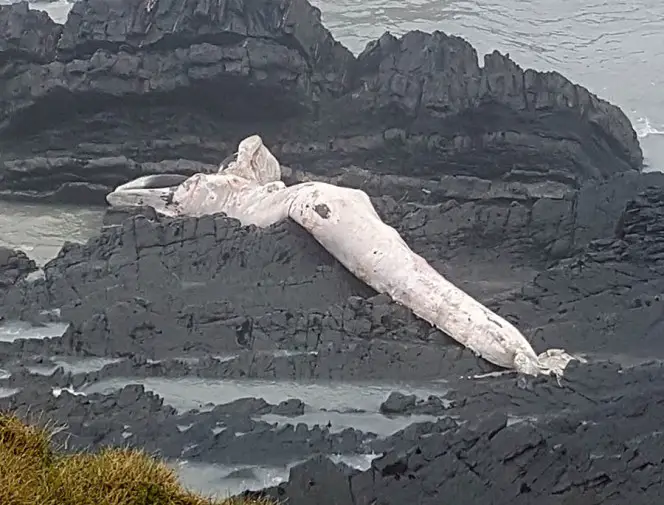 massive sea creature