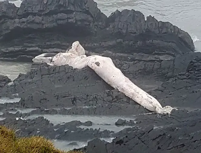 massive sea creature
