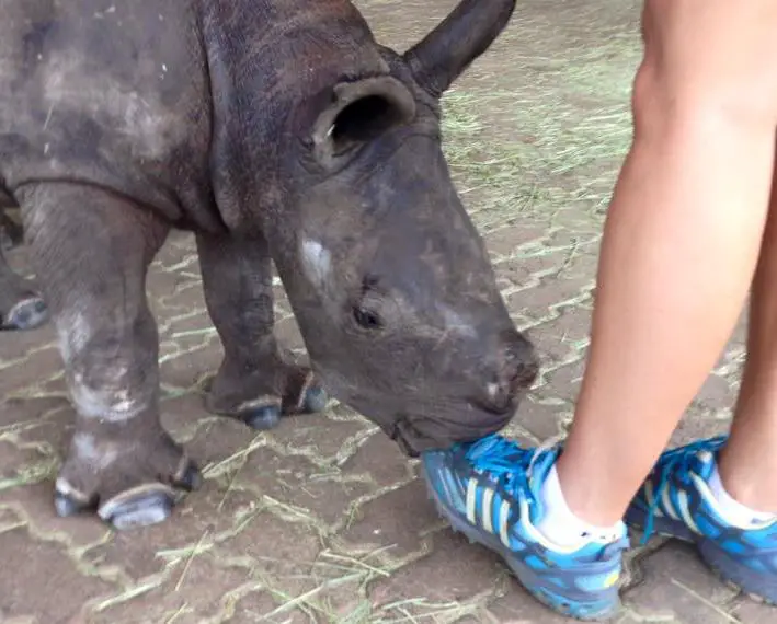 orphaned rhino