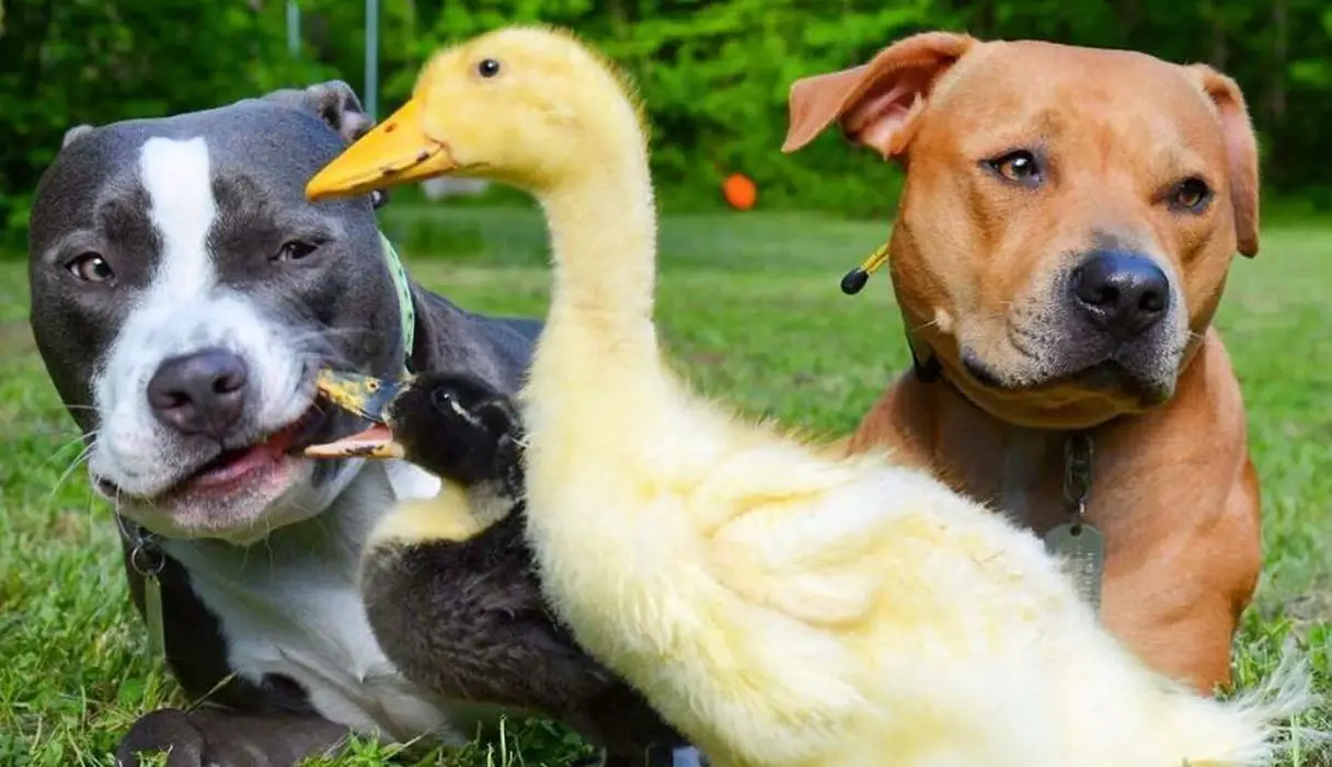 pit bulls and ducks