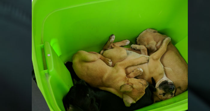 abandoned puppies