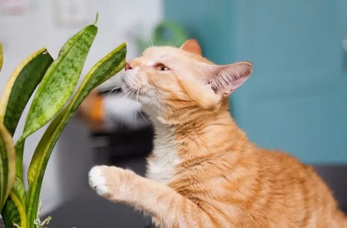 cat eating dirt