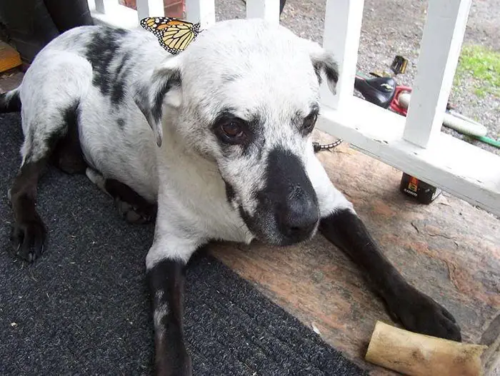 animals with vitiligo