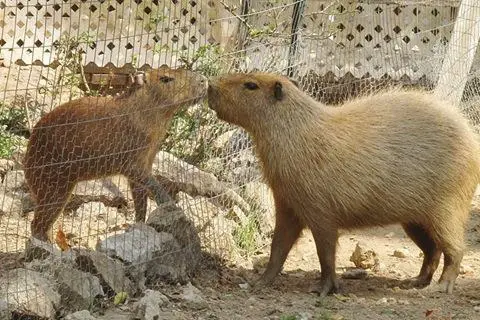 loving capybara