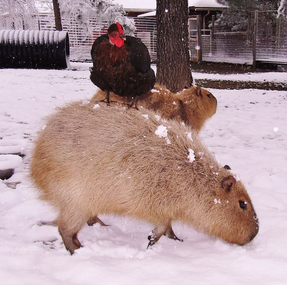 loving capybara