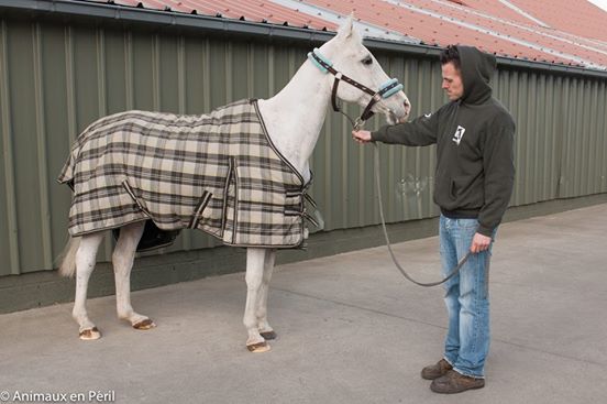 pony and horse neglect