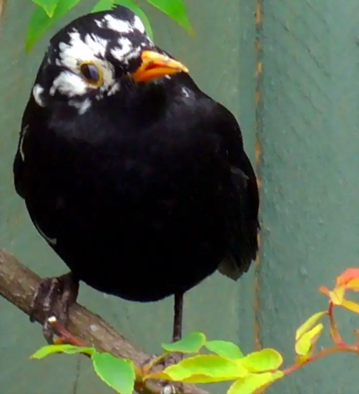 animals with vitiligo