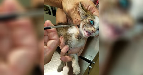 kitten and vet