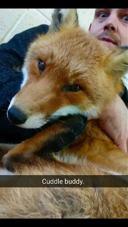 cuddling fox