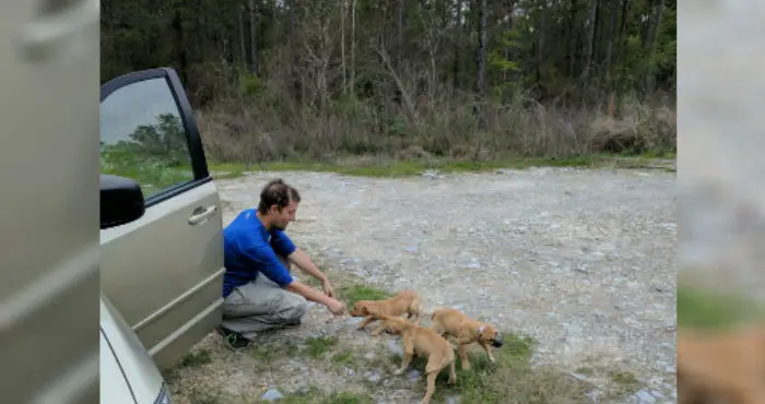 abandoned puppies