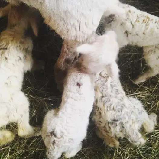 sheep gives birth