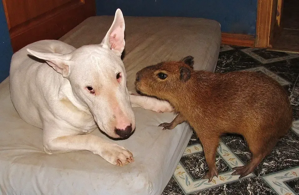 loving capybara