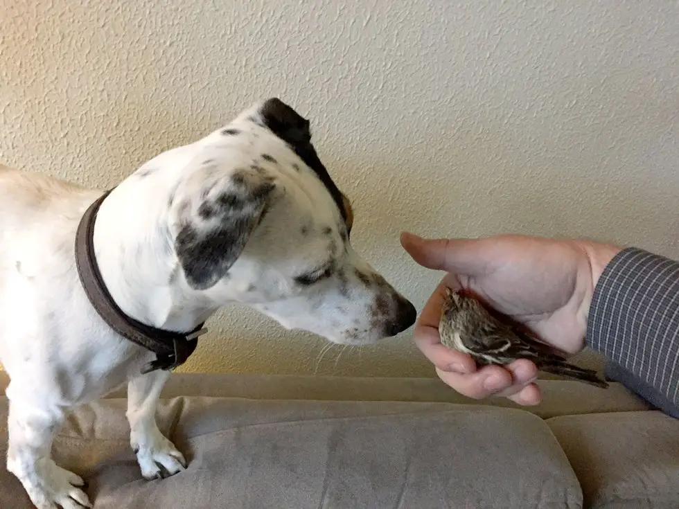 dog saves bird