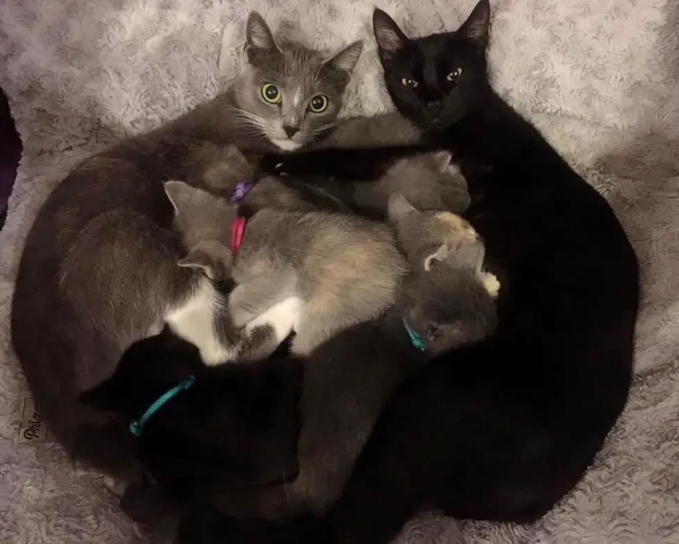 cats and kittens