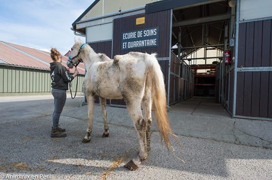 pony and horse neglect