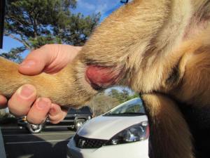dog hit by car