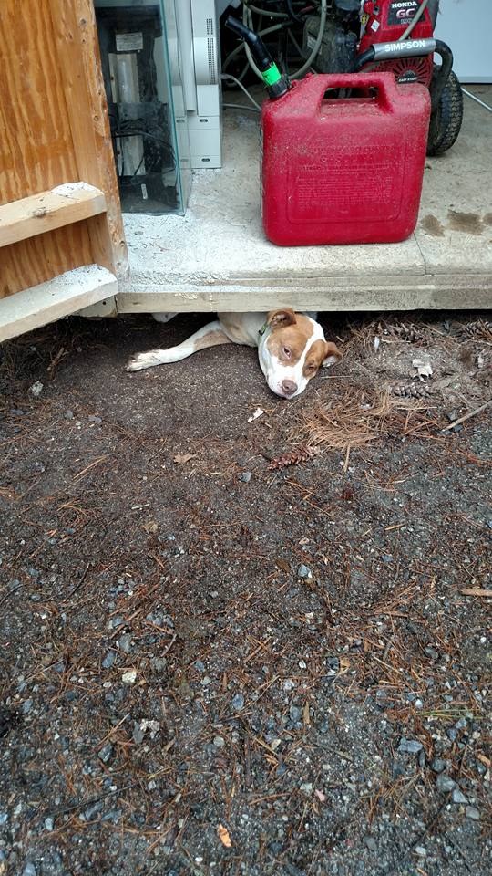 dog stuck under shed
