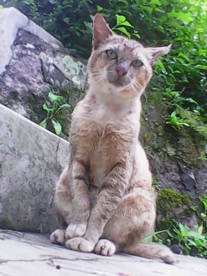 stray cats