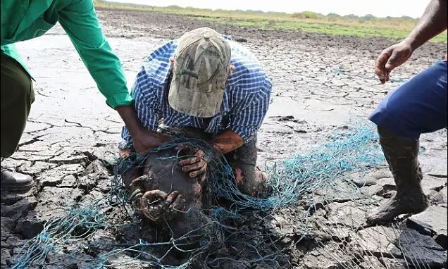 hippo drowning