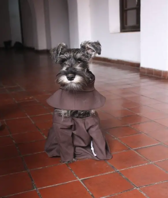 dog friar