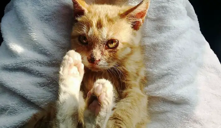cat eating dirt