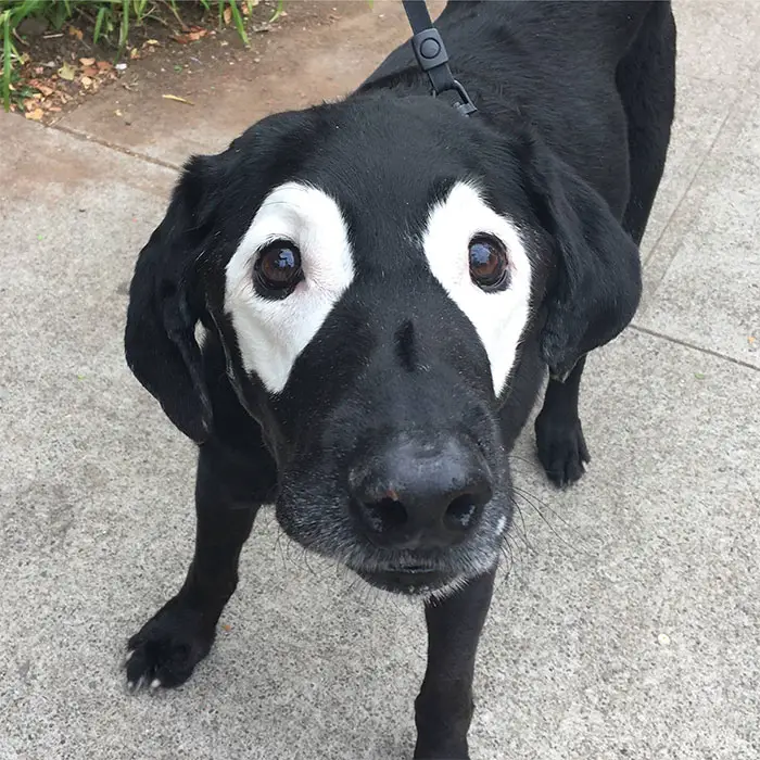 animals with vitiligo