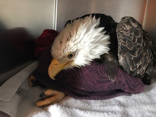 paralyzed bald eagle