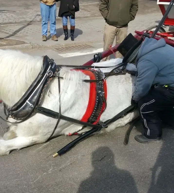 horse collapses