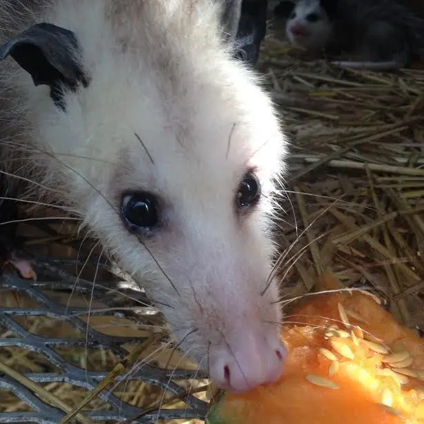 opossum