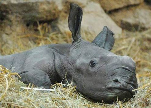 orphaned rhino