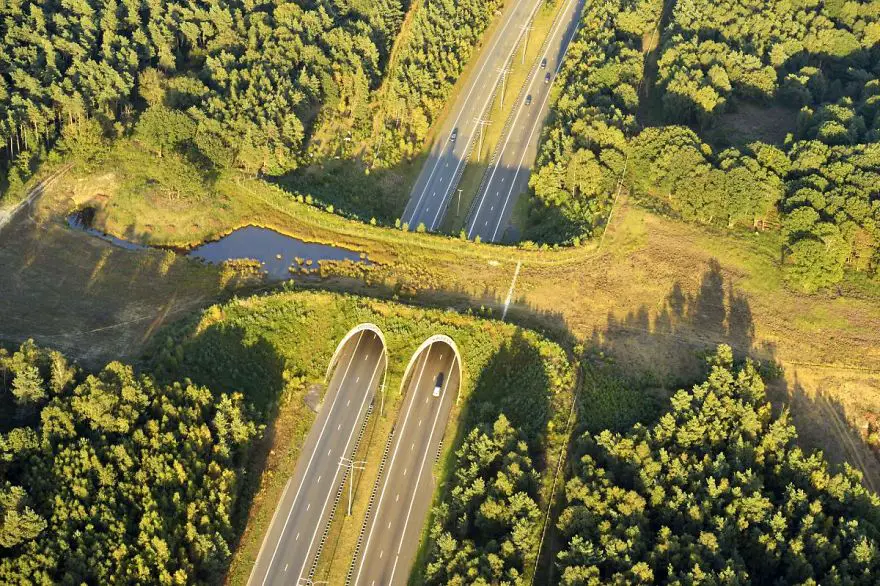 nature bridges