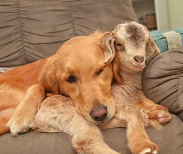 dog and goats