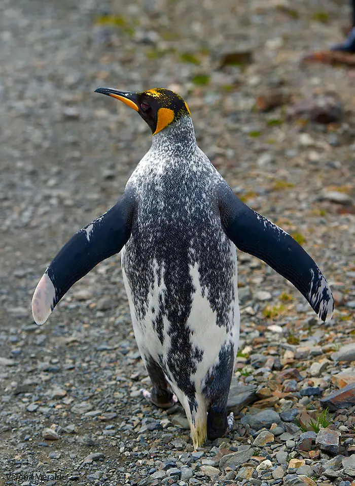 animals with vitiligo