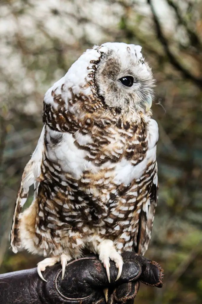 animals with vitiligo