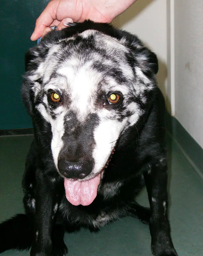 animals with vitiligo