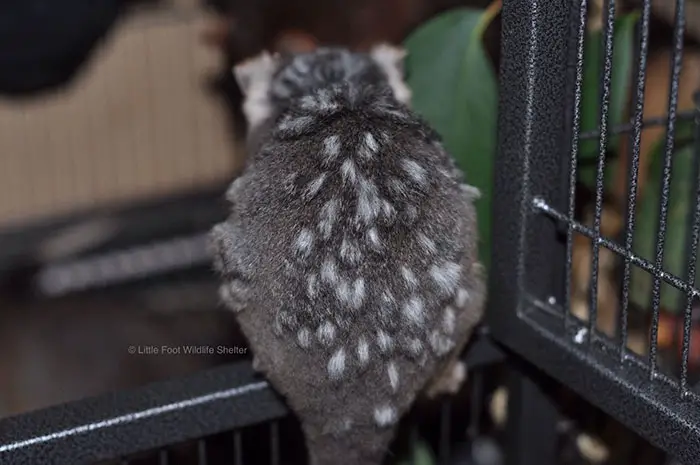 animals with vitiligo