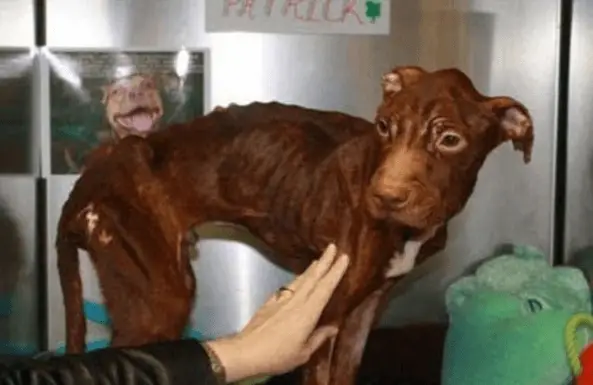 dog transformation
