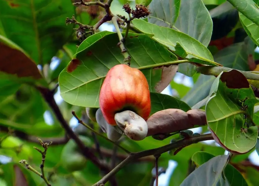 cashews