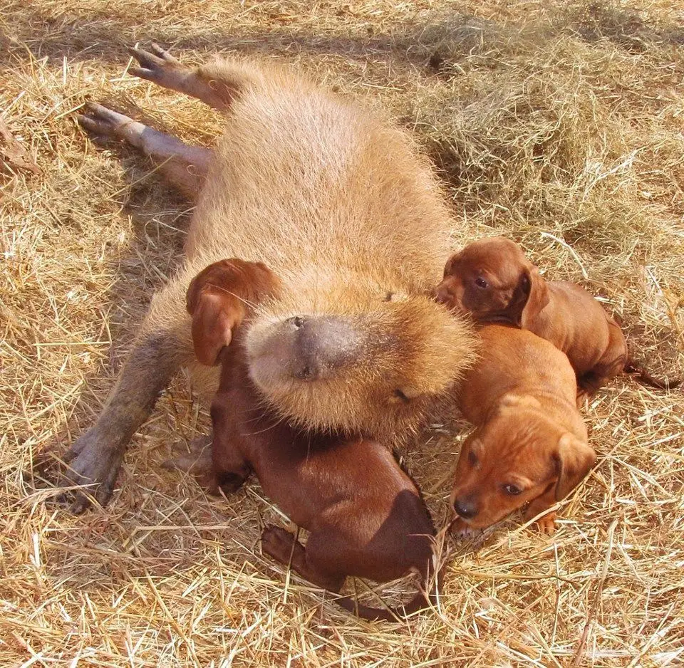 loving capybara