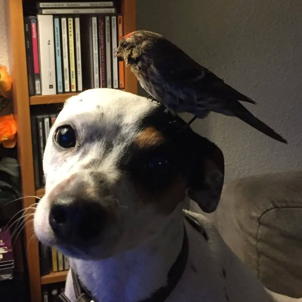 dog saves bird