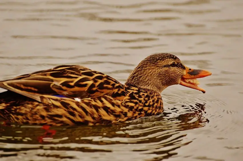 bread and ducks