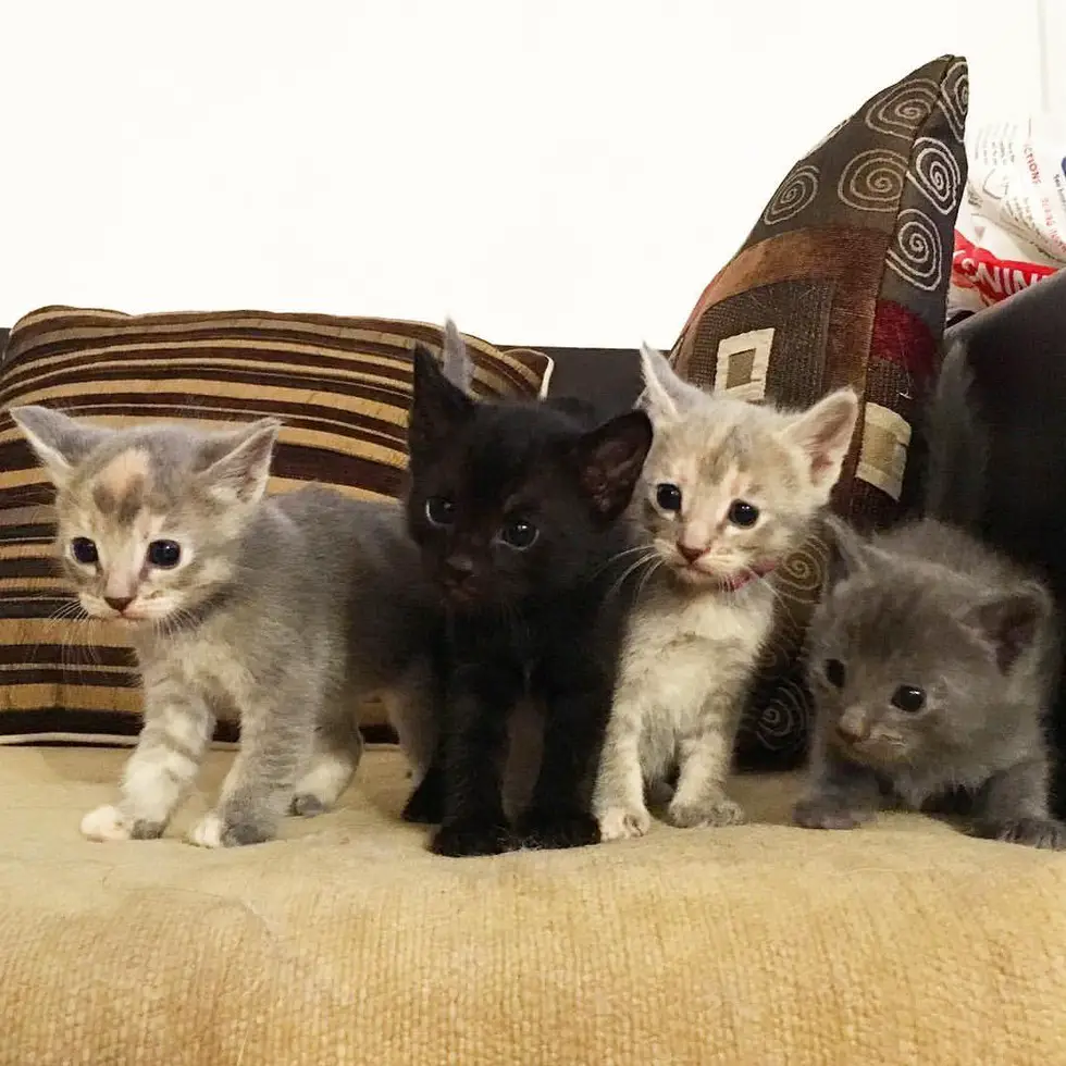cats and kittens