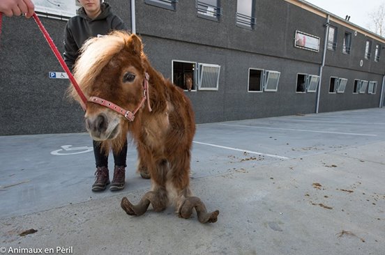 pony and horse neglect