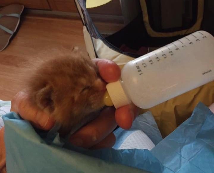 kitten in garbage bin