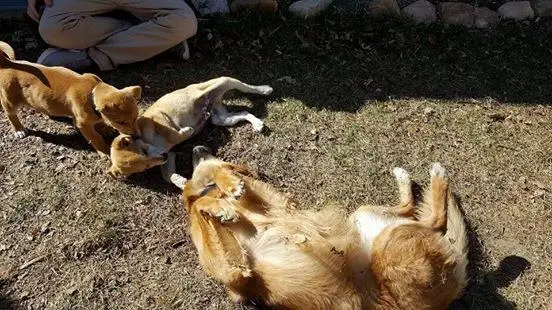 abandoned puppies