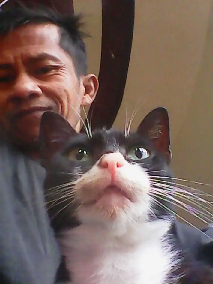 stray cats